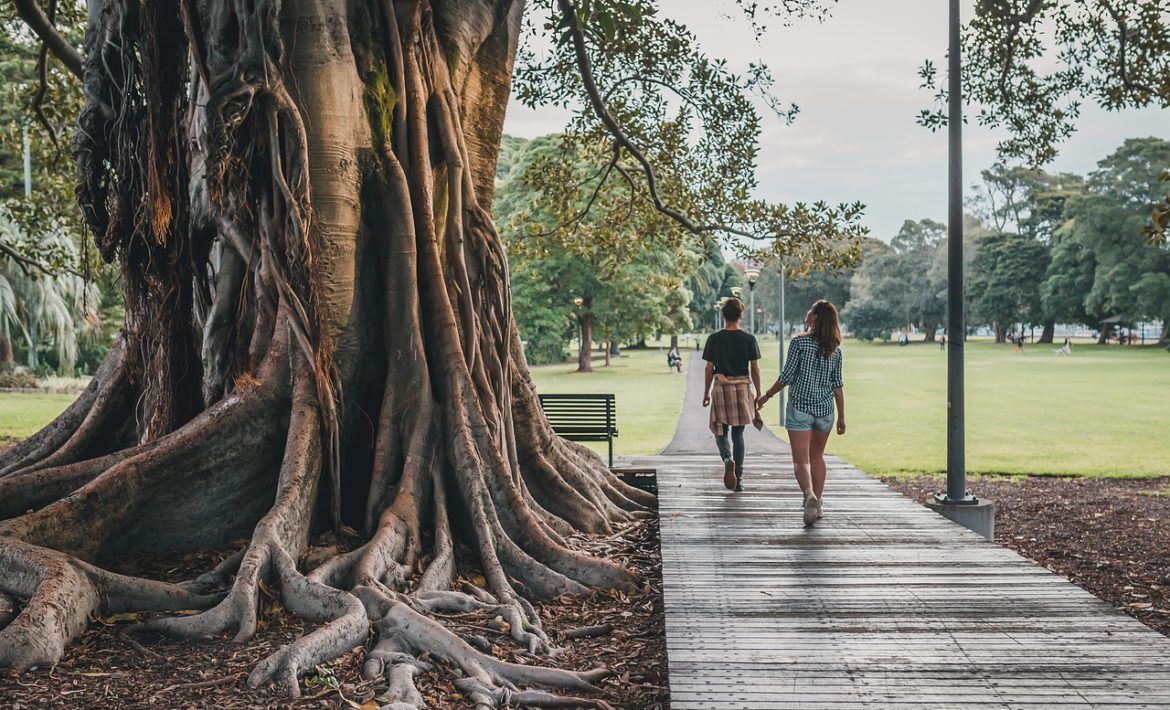 tree, park, nature-5102896.jpg