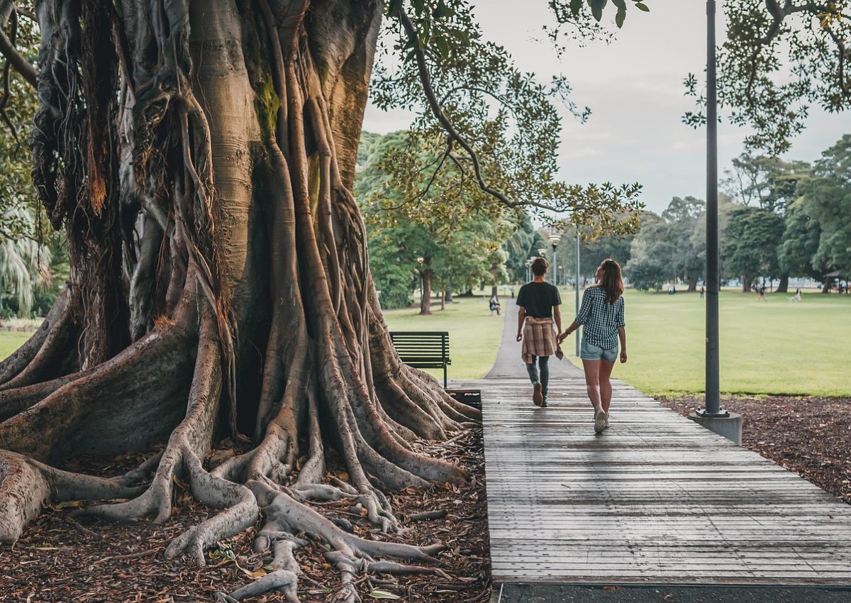 tree, park, nature-5102896.jpg