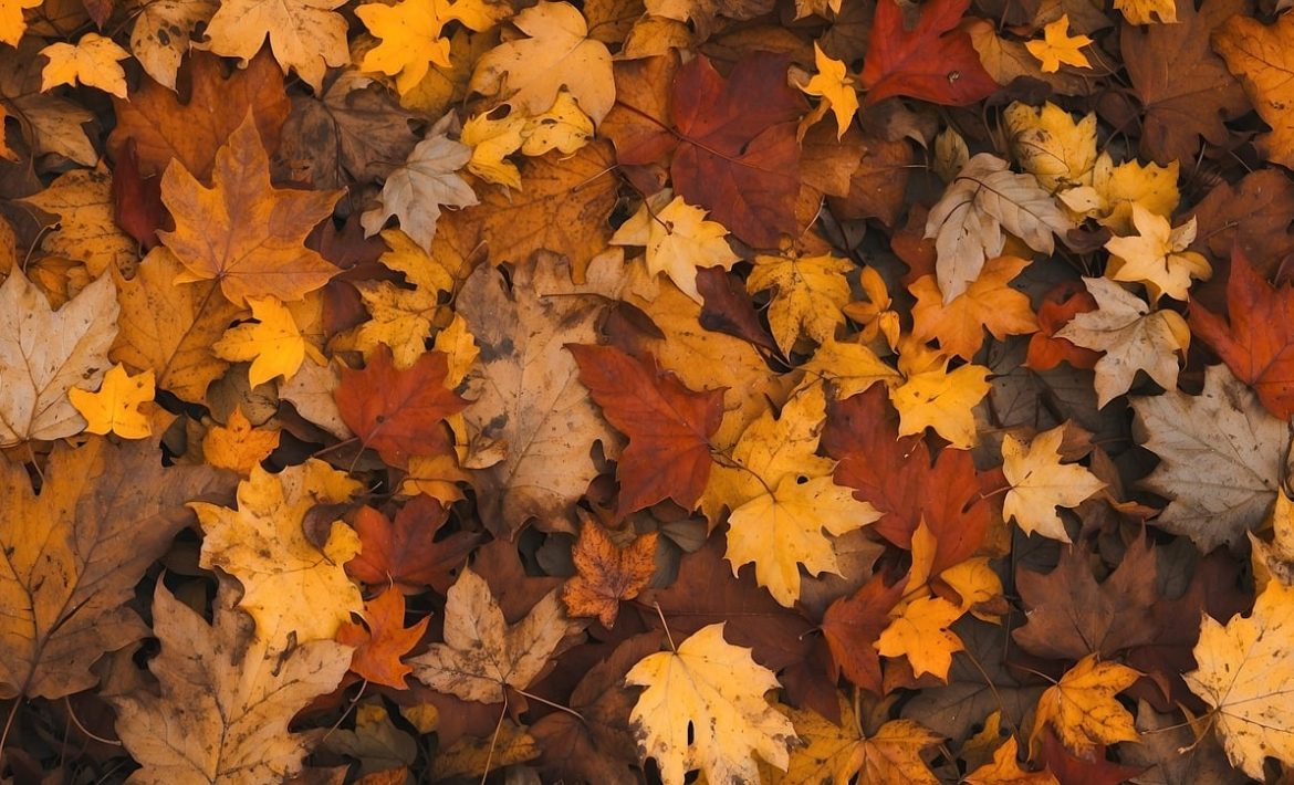 maple, fall, mood-8397535.jpg